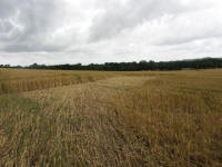 Cley Hill, Wiltshire crop circle, aerial photo 62